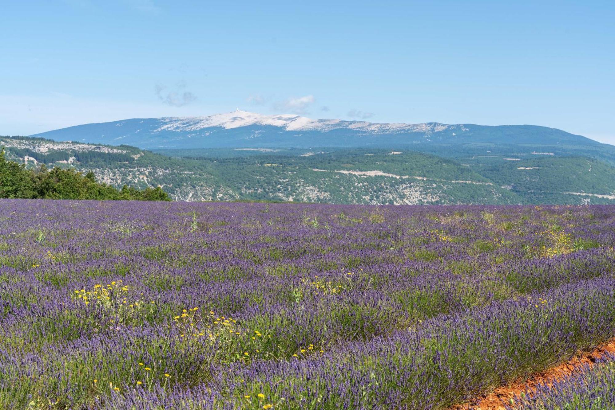 Les Demeures Du Ventoux Villa Aubignan Eksteriør billede